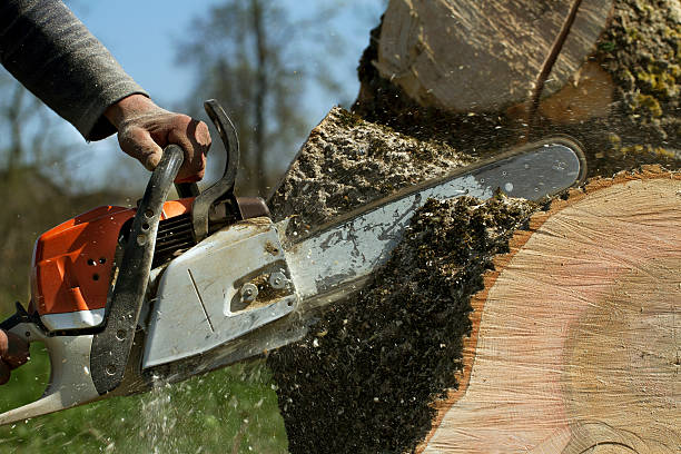 Tree Branch Trimming in Ionia, MI